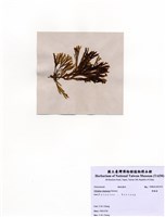 藏品(厚緣藻)的圖片